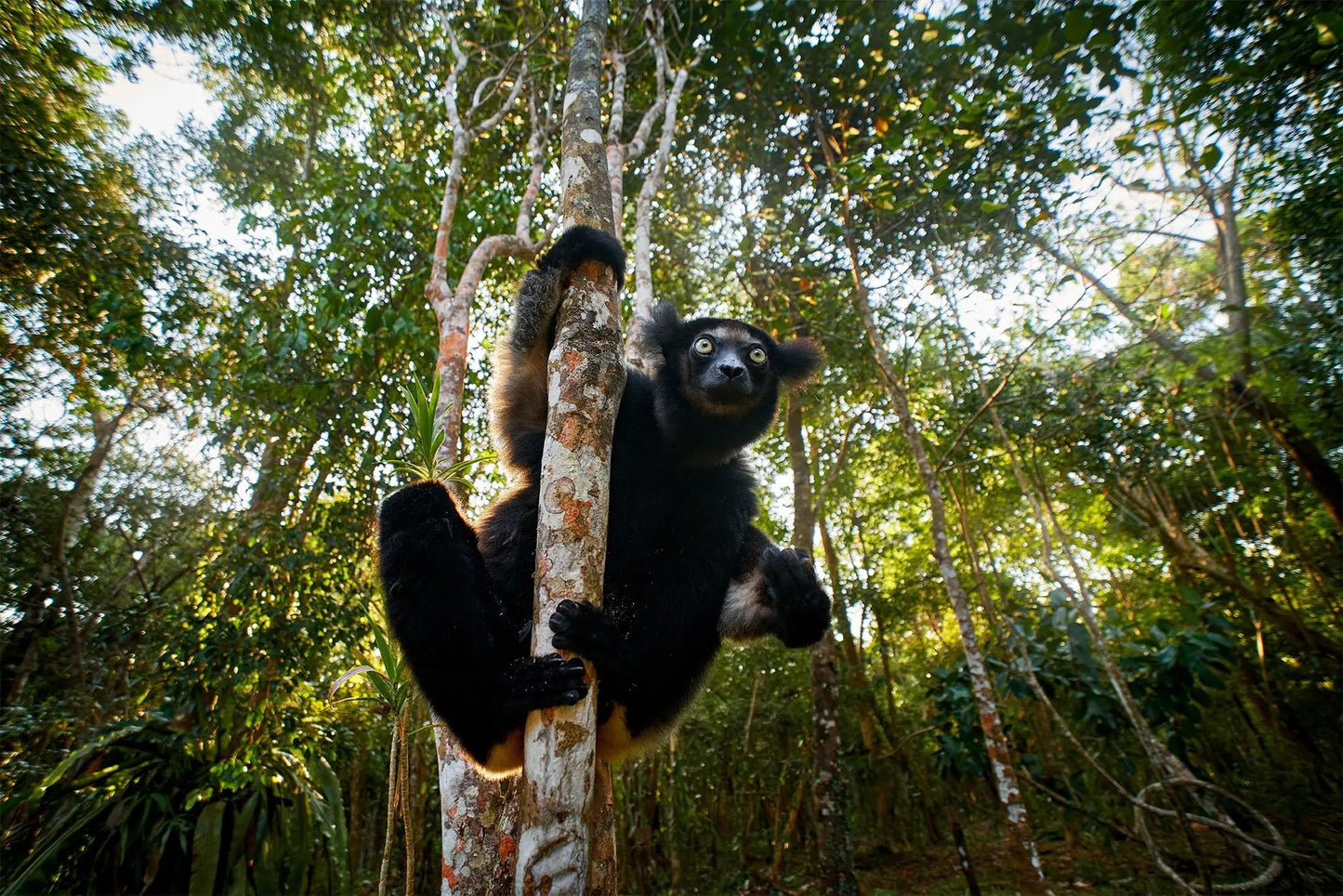 7-Day Lemur Adventure in Madagascar