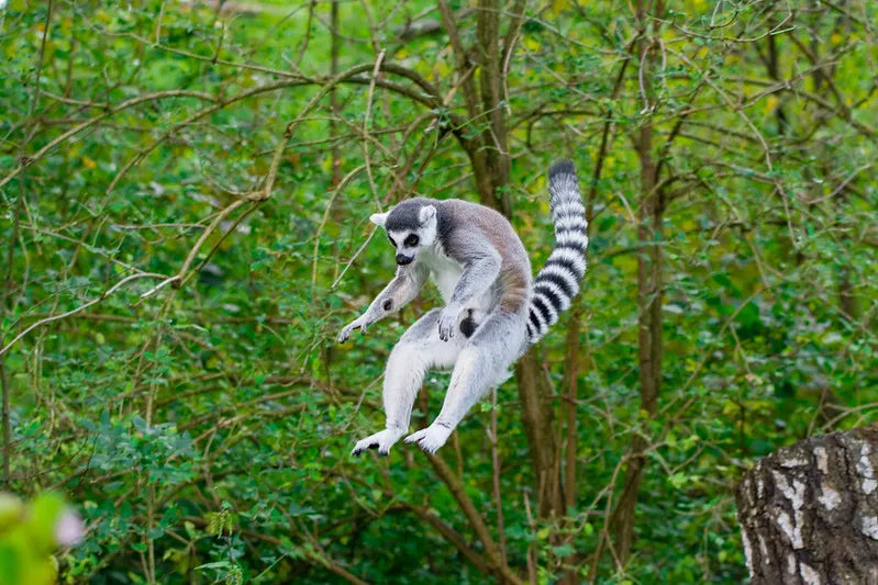 Watch ring-tailed lemurs dance through the forest
