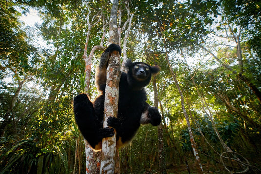 7-Day Lemur Adventure in Madagascar