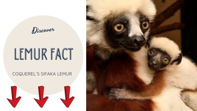 Read more about the article Coquerel’s Sifaka Lemur: Madagascar’s Iconic Leaping Primate