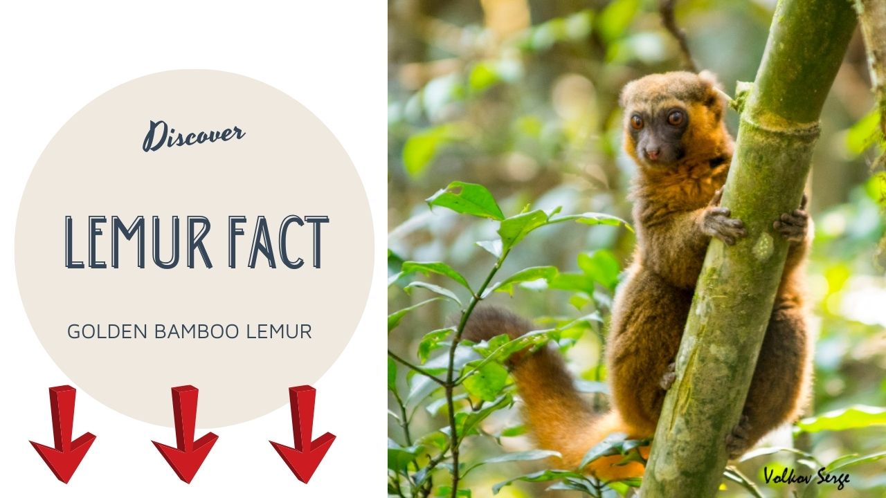 You are currently viewing Golden Bamboo Lemur: A Hidden Treasure in Madagascar’s Rainforests