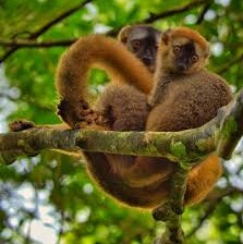 Golden Bamboo Lemur Behavior
