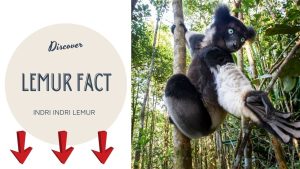 Read more about the article Indri Lemur: Madagascar’s Forest Guardian