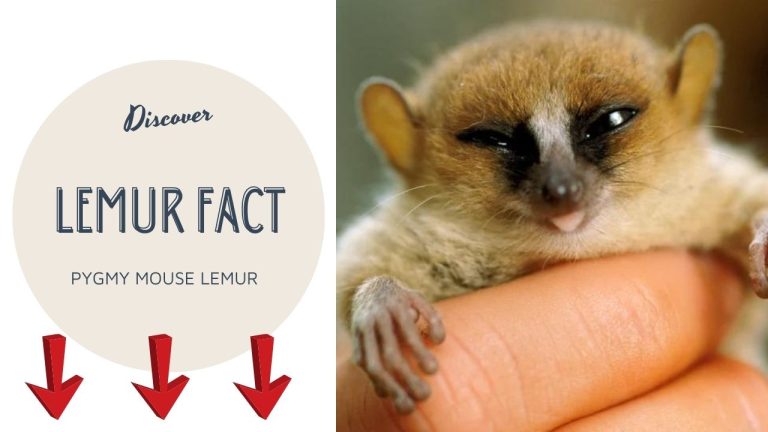 Read more about the article Pygmy Mouse Lemur: A Complete Guide to the World’s Smallest Primate