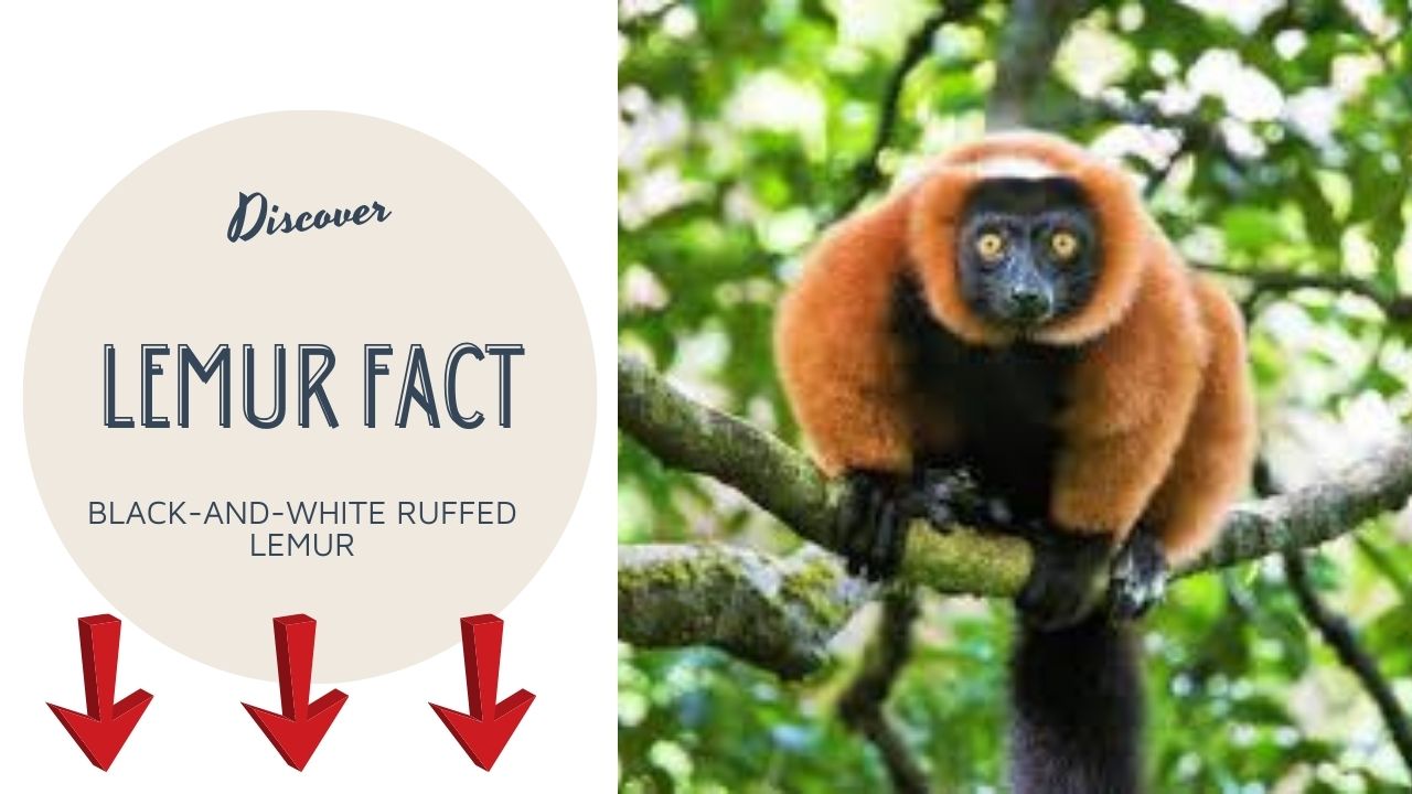 You are currently viewing Red Ruffed Lemur: The Vibrant Gem of Madagascar